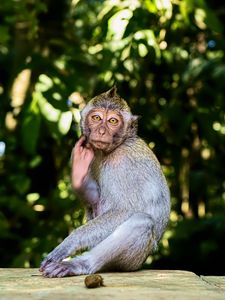 Preview wallpaper monkey, animal, wildlife, pose