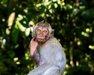 Preview wallpaper monkey, animal, wildlife, pose