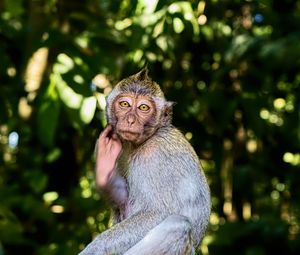 Preview wallpaper monkey, animal, wildlife, pose