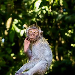 Preview wallpaper monkey, animal, wildlife, pose