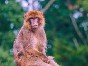 Preview wallpaper monkey, animal, wildlife, funny, log