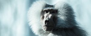 Preview wallpaper monkey, baboon, muzzle, fluffy