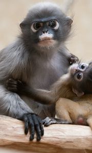 Preview wallpaper monkey, baby, couple, caring