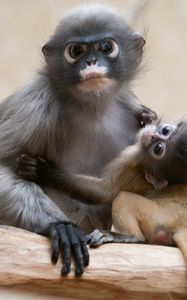 Preview wallpaper monkey, baby, couple, caring