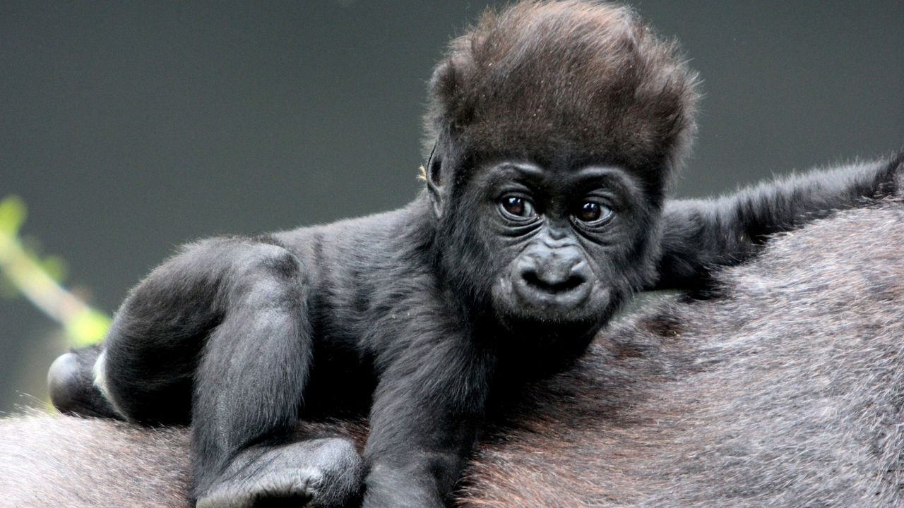 Wallpaper monkey, baby, gorilla, hair