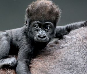 Preview wallpaper monkey, baby, gorilla, hair