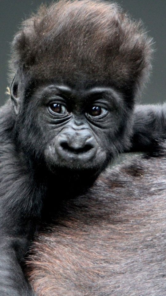 https://images.wallpaperscraft.com/image/single/monkey_baby_gorilla_72894_540x960.jpg