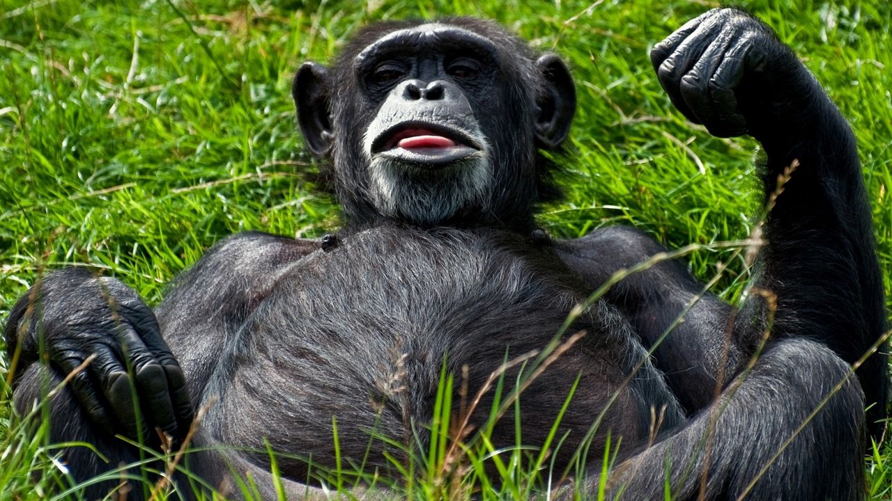 Wallpaper monkey, black, lying, teasing, grass