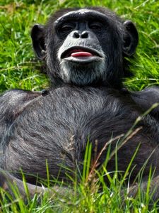 Preview wallpaper monkey, black, lying, teasing, grass