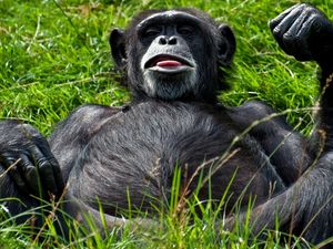 Preview wallpaper monkey, black, lying, teasing, grass