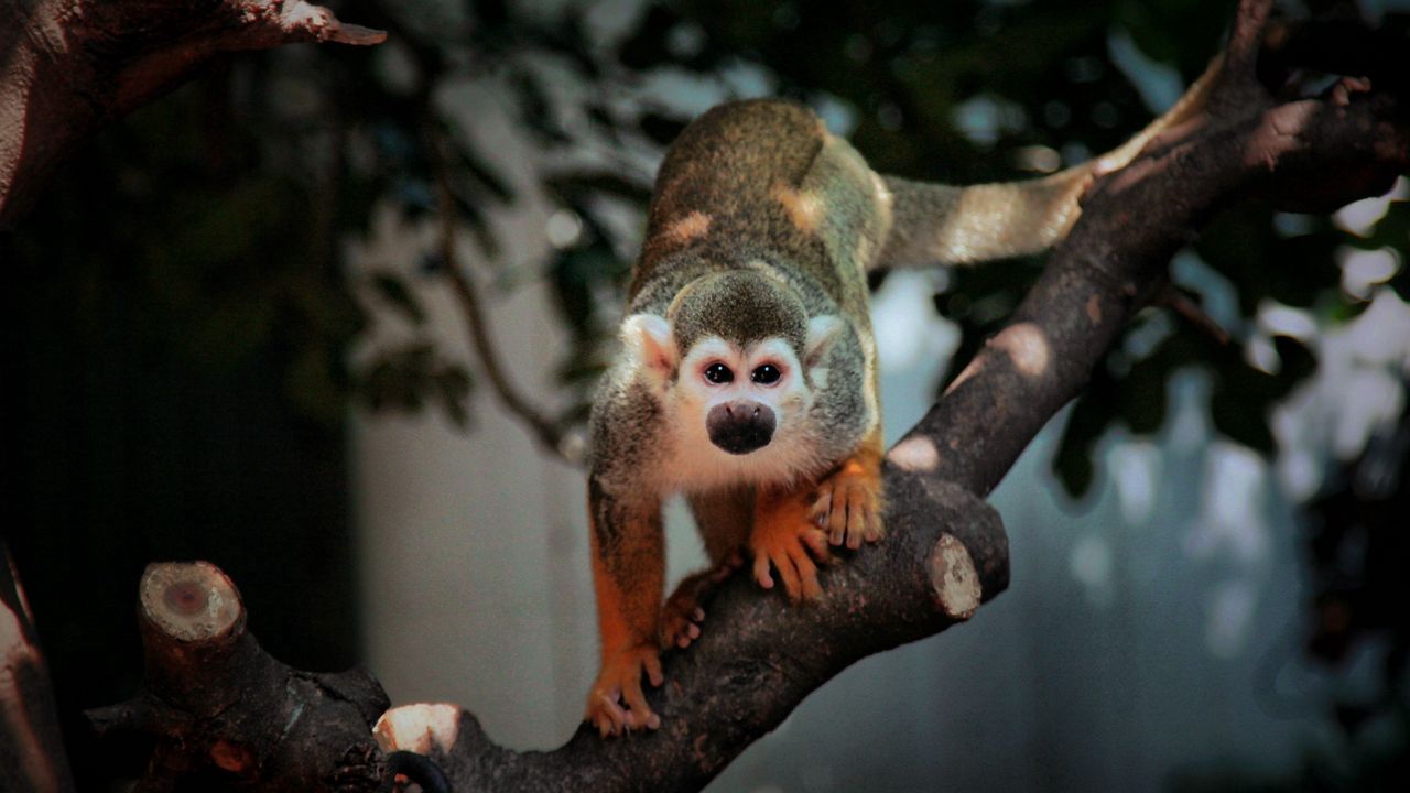 Wallpaper monkey, branch, sit, small