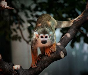 Preview wallpaper monkey, branch, sit, small