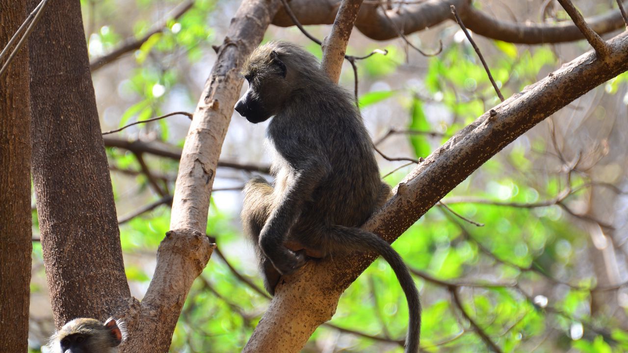 Wallpaper monkey, branch, sitting