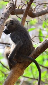 Preview wallpaper monkey, branch, sitting