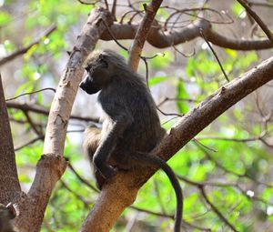 Preview wallpaper monkey, branch, sitting