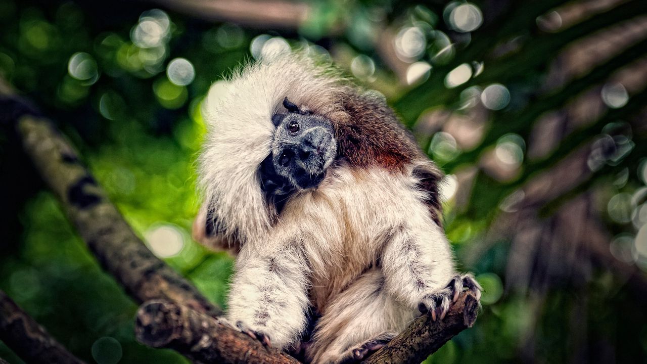 Wallpaper monkey, branches, trees, sit, wonder