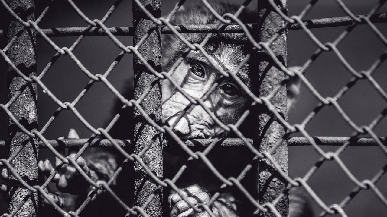 Wallpaper monkey, cage, face, black and white