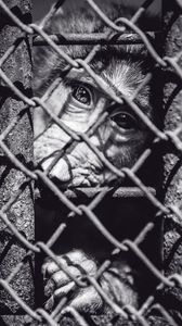 Preview wallpaper monkey, cage, face, black and white