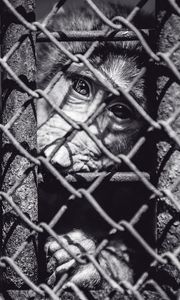 Preview wallpaper monkey, cage, face, black and white