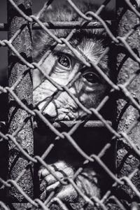 Preview wallpaper monkey, cage, face, black and white