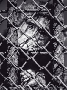 Preview wallpaper monkey, cage, face, black and white