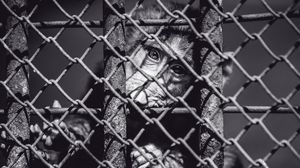 Preview wallpaper monkey, cage, face, black and white