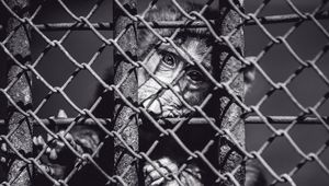 Preview wallpaper monkey, cage, face, black and white