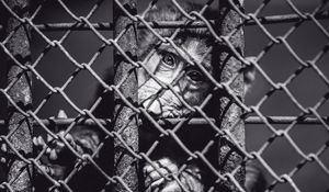 Preview wallpaper monkey, cage, face, black and white