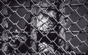 Preview wallpaper monkey, cage, face, black and white