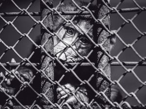 Preview wallpaper monkey, cage, face, black and white