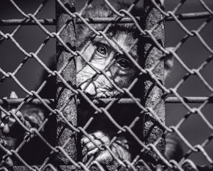 Preview wallpaper monkey, cage, face, black and white