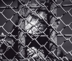 Preview wallpaper monkey, cage, face, black and white