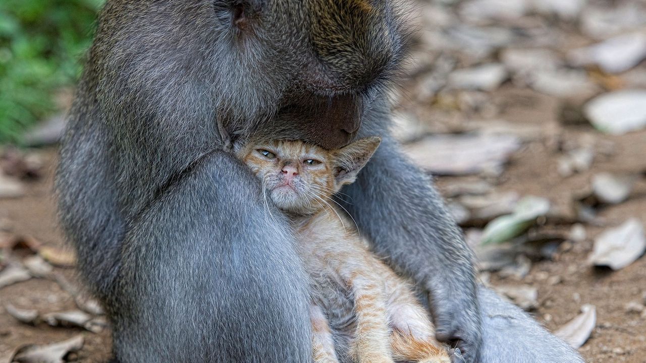Wallpaper monkey, cat, hugs, caring