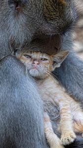 Preview wallpaper monkey, cat, hugs, caring