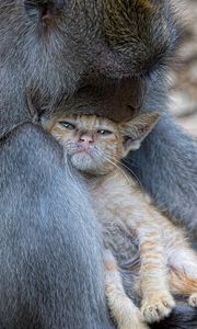 Preview wallpaper monkey, cat, hugs, caring