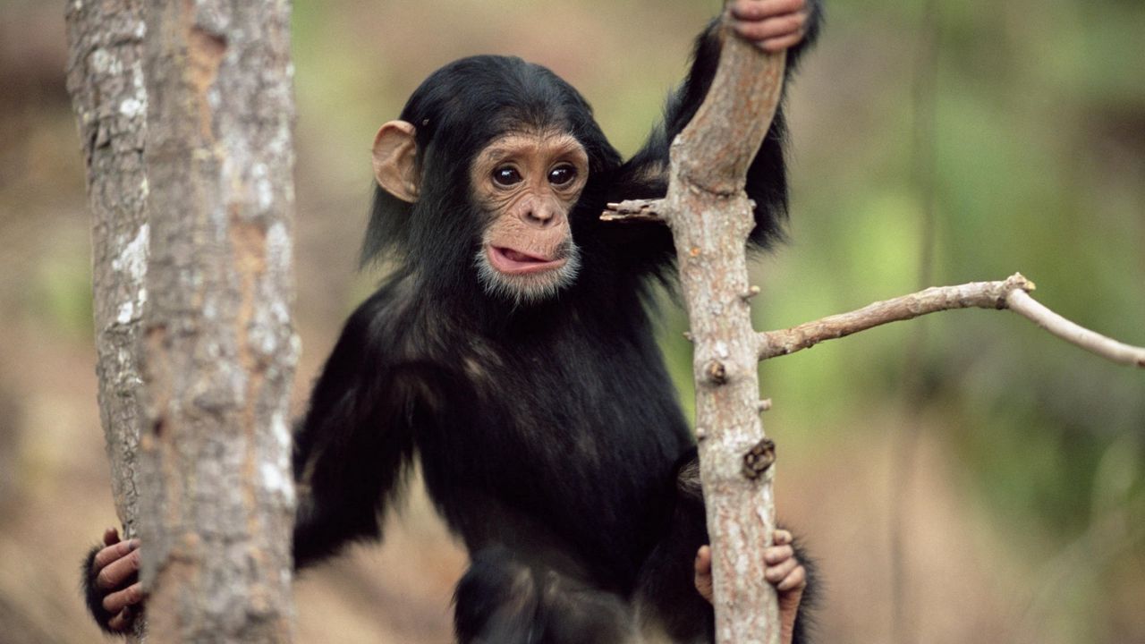 Wallpaper monkey, climbing, branches