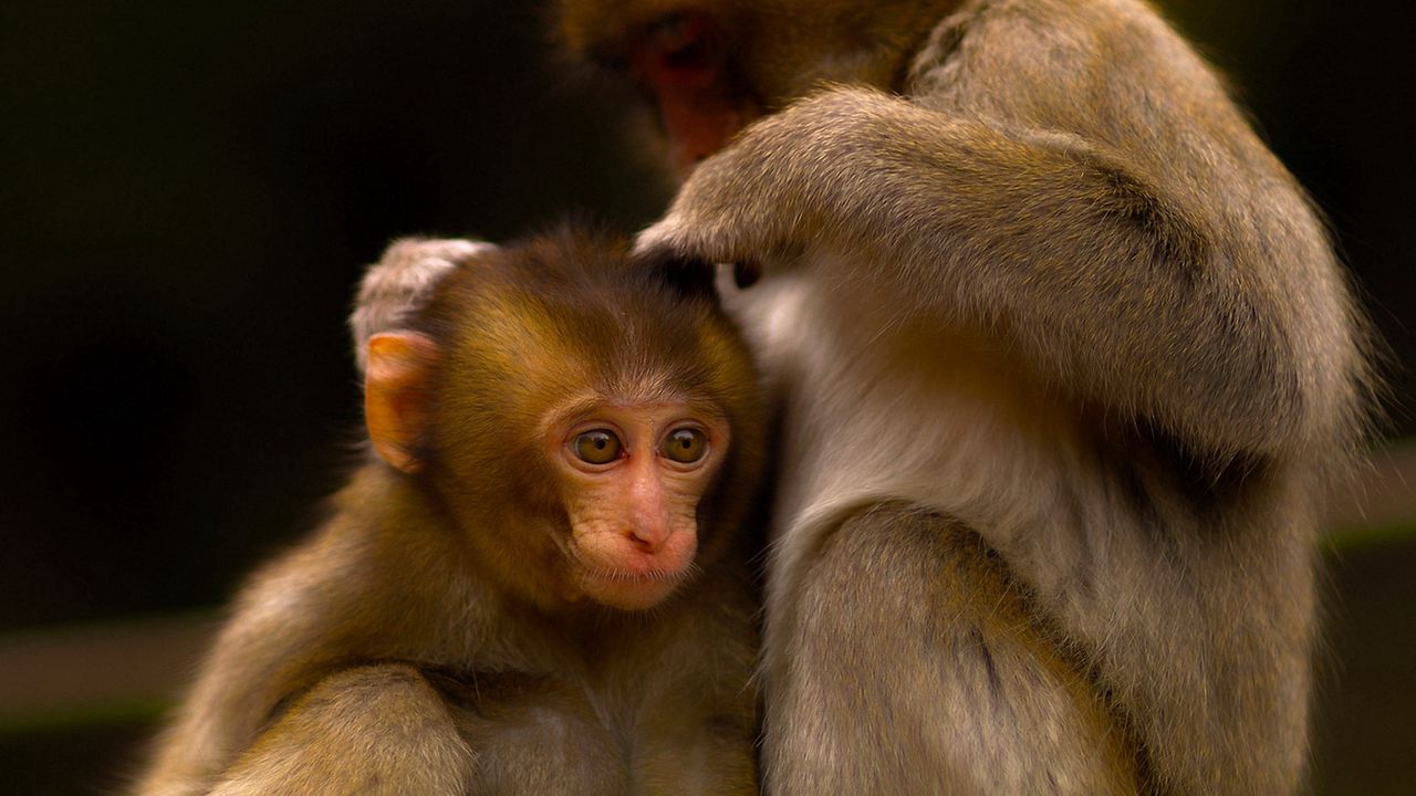 Wallpaper monkey, couple, care, baby