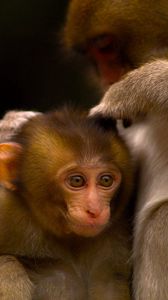 Preview wallpaper monkey, couple, care, baby