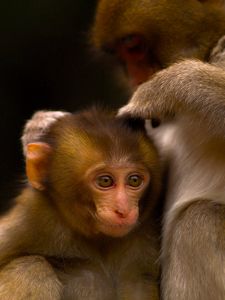 Preview wallpaper monkey, couple, care, baby