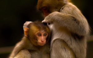 Preview wallpaper monkey, couple, care, baby