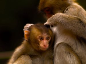 Preview wallpaper monkey, couple, care, baby