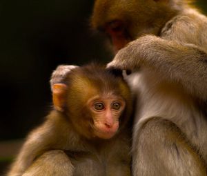Preview wallpaper monkey, couple, care, baby