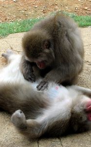 Preview wallpaper monkey, couple, caring
