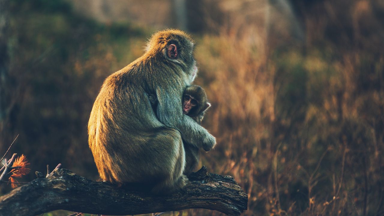 Wallpaper monkey, cub, care