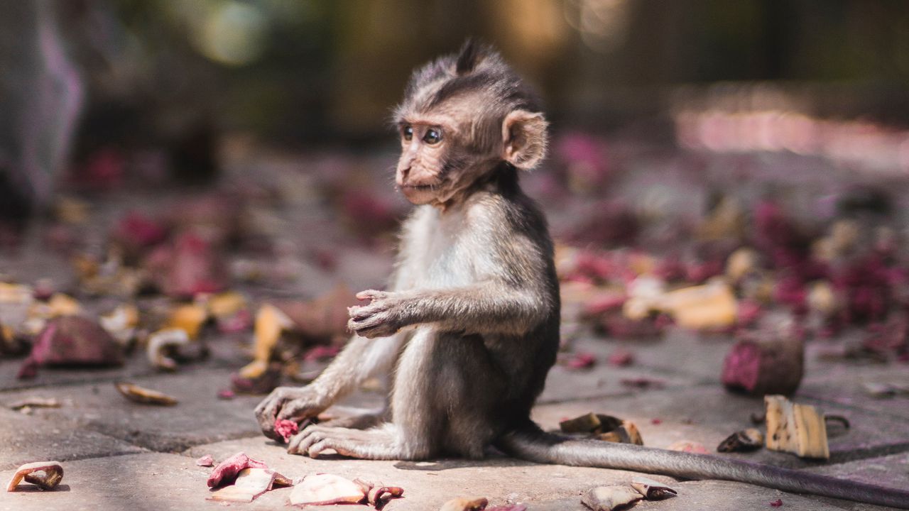 Wallpaper monkey, cub, sits