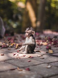 Preview wallpaper monkey, cub, sits