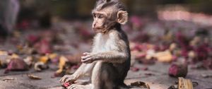 Preview wallpaper monkey, cub, sits