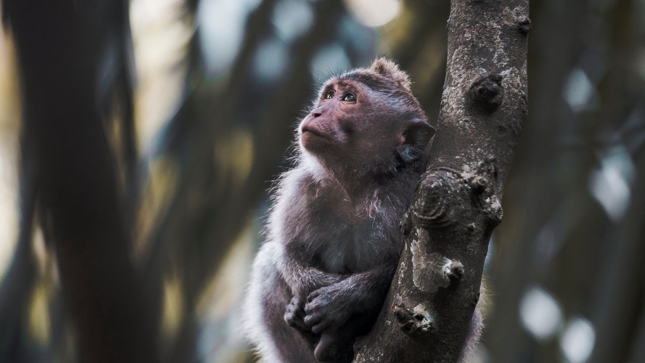 Wallpaper monkey, cute, cub