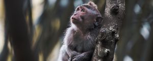 Preview wallpaper monkey, cute, cub