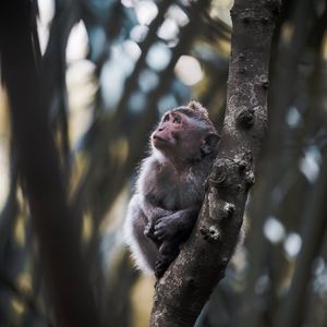 Preview wallpaper monkey, cute, cub